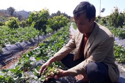 Trồng cây ra thứ trái nhìn là tứa nước miếng, hái mỏi cả tay, cứ 1 vụ ông nông dân Sơn La lãi nửa tỷ