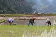 Nông thôn Tây Bắc: Nông dân Chiềng Khoang xuống đồng gieo cấy lúa xuân