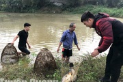 Vác nơm xuống ruộng lúa úp cá chép ở Tuyên Quang, bắt được toàn con to, tranh nhau mua