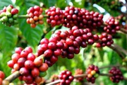 Giá cà phê hôm nay ở Đắk Lắk chạm mốc 42.000 đồng/kg, lưu ý khi tái canh cà phê