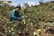 Nông thôn Tây Bắc: Khôi phục cây cà phê sau thu hoạch