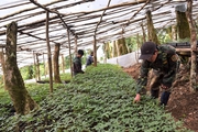 Kon Tum đặt mục tiêu trồng mới 500ha loài cây "quốc bảo", giao cho doanh nghiệp trồng 482ha