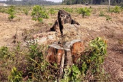 Dự án trồng rừng bị “xẻ thịt” ở Bình Phước: Thực hiện sai, chỉ kiểm điểm?!