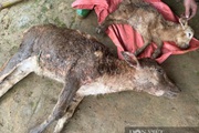 Gần 2.000 con gia súc chết rét, thiệt hại hơn 20 tỷ đồng, ngành chức năng tỉnh Sơn La lên tiếng