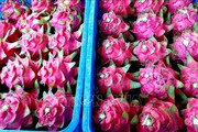 Trung Quốc đóng biên đến 5/3, Bình Thuận tồn 13.000 tấn thanh long