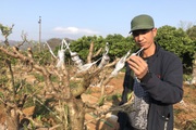 Tái sinh cây đào Tết, lại một hành trình "đánh bạc với trời" của nông dân Sơn La