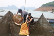 Hội Nông dân Hoà Bình: Giúp hội viên vay vốn phát triển sản xuất 