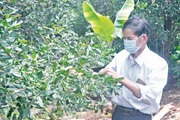 "Đánh liều" trồng thứ cây tốt um ra trái ví như "Nữ hoàng quả khô", nông dân Gia Lai bất ngờ lãi tiền tỷ