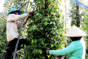Giá tiêu "treo" thấp, giá công hái tăng cao ngất ngưởng, nông dân lo không có lãi