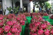 Giá thanh long còn 500-1.500 đồng/kg, nông dân Bình Thuận ứa nước mắt