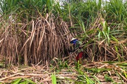 Trồng thứ cây chỉ có thân với lá, rậm như rừng, bán đi đâu mà cả làng ở Nghệ An nhà nào cũng mừng?