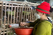 Một ông nông dân tỉnh Bình Định nuôi loài chim mắn đẻ, bán cả ngàn con vô Sài Gòn, thu 150 triệu/tháng