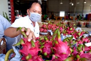 Mua bán thanh long “ve chai”, một ông giám đốc ở Long An đưa HTX vượt khủng hoảng giá rẻ