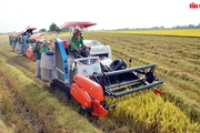 Xem máy gặt dàn hàng trên cánh đồng lúa xuất khẩu châu Âu