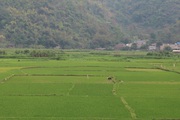 Nông thôn Tây Bắc: Thuận Châu tập trung chăm sóc lúa vụ xuân
