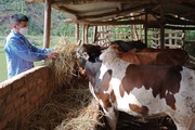 Nông thôn Tây Bắc: Anh nông dân Phù Hoa làm giàu nhờ nuôi trâu bò