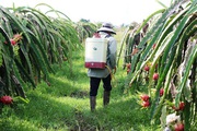 Trái thanh long Bình Thuận lại rơi vào trạng thái rẻ chưa từng thấy, 100.000 tấn sắp tới vụ cắt đến nơi
