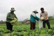 Nông dân ở vùng đất này của Sơn La trồng những loại rau gì mà giàu lên trông thấy?