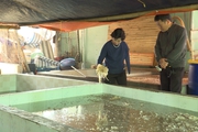 Vùng đất này của Thái Bình, dân bắt con mềm bún từ biển đem muối thành đặc sản, bán khắp nơi, lãi tiền tỷ