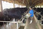Chuyên gia lưu ý 6 giải pháp chăm sóc sức khoẻ đàn gia súc, gia cầm sau rét đậm, rét hại 