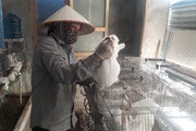 Nuôi con tai dài, đẻ sòn sòn, chỉ ăn rau, cỏ, chị nông dân Lai Châu thu cả trăm triệu/năm