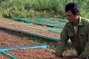 Giá cà phê nhân Đắk Lắk hôm nay tăng 500 đồng/kg, giống cà phê xanh lùn năng suất cao là bao nhiêu tấn?