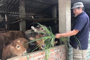 Người dân tộc Thái vươn lên làm giàu từ nuôi bò sinh sản