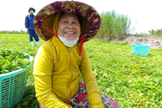 Nông dân chốn “rốn phèn” Long An khấm khá nhờ loại rau dại trồng một lần ăn vài năm, thu lời trăm triệu đồng/vụ