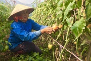 Trồng "thập cẩm" đủ các loại rau theo mùa trên núi, nông dân Sơn La dồn tiền cục đều tay