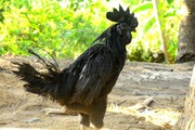 Tình cờ nuôi thứ gà đen như con quạ, thế mà anh trai phường tên là Cường ở Cần Thơ thu tiền tỷ