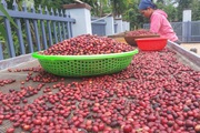 Mê cà phê, chàng trai Ê Đê bỏ nghề bác sĩ và hành trình đưa cà phê Tây Nguyên bay xa