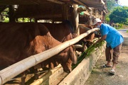 Nông thôn tây Bắc: Phát triển chăn nuôi đại gia súc