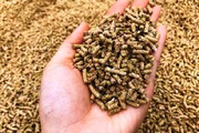 Doanh nghiệp chăn nuôi cần có chiến lược mua hàng thận trọng cho quý IV