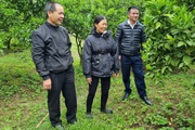 Đồng vốn Agribank Chi nhánh huyện Mộc Châu giúp nông dân Vân Hồ làm giàu