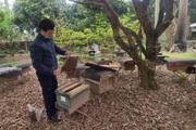 Video: Nông dân Hà Nội biến tình yêu ong mật thành trang trại thu trăm triệu mỗi năm