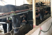 Nông thôn Tây Bắc: Phát triển chăn nuôi hướng tới sinh kế bền vững ở vùng cao