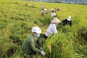 Cánh đồng Mường Tấc ở Sơn La, bình thường gạo đã ngon, nay trồng lúa hữu cơ gạo càng nổi tiếng