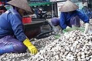 Mỹ, Nhật Bản thích mua những loài nhuyễn thể này, Việt Nam thu về hàng trăm triệu USD