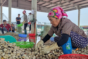 Hải Phòng: Nghề nuôi ngao mang lại thu nhập 1.000 tỉ đồng/năm, nhưng thành phố vẫn muốn... dẹp để khai thác cát (Bài 10)