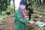 Đến vùng rừng núi này của Tây Nguyên, nghe đồng bào nói "chuột nó ăn sâm, mình ăn chuột như là ăn sâm"