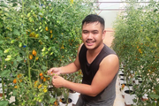 Trồng cà chua cho trái vàng, cứ 1.000m2 nông dân ở nơi này của Đắk Lắk lãi 200 triệu
