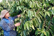 Trồng cà phê ghép, năng suất tăng cao bất ngờ, hái chỉ có mỏi tay, nông dân Lâm Đồng lãi đậm hơn