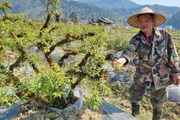 Trồng cây cảnh lạ ở Sa Pa, ông nông dân Lào Cai nói đây là hoa đẹp nhất trong “thập đại danh hoa”