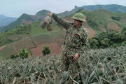 Đất dốc Sơn La trồng cây dứa, ai ngờ 10 cây cho trái đẹp cả 10, chín vài trái thơm lan vào tận bản