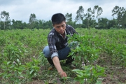 Nông nghiệp tuần hoàn là mô hình gì mà ở Hà Nam có nông dân áp dụng đã thu được tiền tỷ?