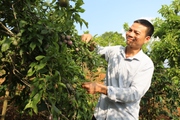 Trồng mận hậu trên núi đá, người Thái ở Sơn La no ấm