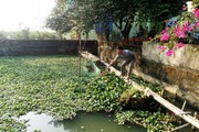 Nuôi ốc nhồi đặc sản trong ao, trai làng Thanh Hóa bắt lên toàn con to bóng loáng, thu nửa tỷ/năm