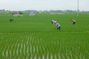 Chương Mỹ chủ động các biện pháp phòng trừ bệnh đạo ôn hại lúa Xuân