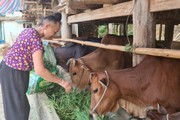 Cả bản này ở Sơn La có tới 90 hộ trồng cỏ nuôi hơn 700 con bò, nhà nào cũng thu hàng trăm triệu/năm