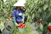 Bắc Giang: Trồng 7.000 cây ớt chuông trái vụ, ra quả đỏ chót, bán giá 70.000 đồng/kg, HTX lãi 600 triệu đồng
